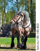 stallion of brabant breed. Стоковое фото, агентство Ingram Publishing / Фотобанк Лори