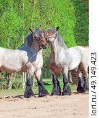 Two fighting brabant stallions. Стоковое фото, агентство Ingram Publishing / Фотобанк Лори