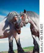 Two fighting brabant stallions. . Стоковое фото, агентство Ingram Publishing / Фотобанк Лори