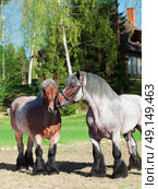 mare and stallion of brabant breed . Стоковое фото, агентство Ingram Publishing / Фотобанк Лори
