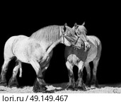 mare and stallion of brabant breed . isolated at black. Стоковое фото, агентство Ingram Publishing / Фотобанк Лори