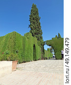 cut  trees and bush in gardens of Alhambra, Granada, Spain . Стоковое фото, агентство Ingram Publishing / Фотобанк Лори