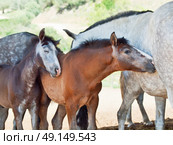 little Andalusian foals with moms in paddock, hot day . Spain. Стоковое фото, агентство Ingram Publishing / Фотобанк Лори