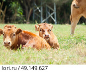 spanish red  calves laying in pasture. Стоковое фото, агентство Ingram Publishing / Фотобанк Лори