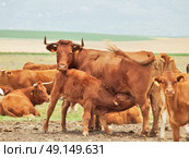 eating little red calve  his mother. Andalucia, Spain. Стоковое фото, агентство Ingram Publishing / Фотобанк Лори