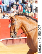 portrait of picador's  horse in corrida, Sevilla. Spain. Стоковое фото, агентство Ingram Publishing / Фотобанк Лори