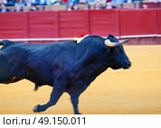 Running fighting  black young bull  at arena. Spain. . Стоковое фото, агентство Ingram Publishing / Фотобанк Лори