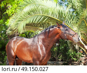 portrait of wonderful Andalusian bay stallion sunny day. Стоковое фото, агентство Ingram Publishing / Фотобанк Лори