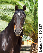 portrait of amazing purebred Andalusian bay stallion, sunny day. Spain. Стоковое фото, агентство Ingram Publishing / Фотобанк Лори