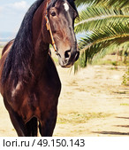 portrait of Andalusian bay stallion . Стоковое фото, агентство Ingram Publishing / Фотобанк Лори