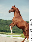 arabian chestnut stallion rearing. . Стоковое фото, агентство Ingram Publishing / Фотобанк Лори