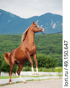 arabian chestnut stallion rearing. . Стоковое фото, агентство Ingram Publishing / Фотобанк Лори