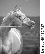 portrait of  racing  sorrel  arabian stallion. Стоковое фото, агентство Ingram Publishing / Фотобанк Лори