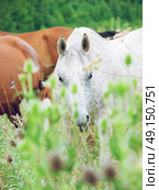 purebred speckle - gray arabian mares at the pasture. Стоковое фото, агентство Ingram Publishing / Фотобанк Лори