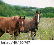 arabian colts in the pasture. cloudy day. Стоковое фото, агентство Ingram Publishing / Фотобанк Лори
