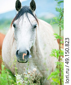 portrait of purebred speckle - gray arabian mare at the pasture. cloudy day. Стоковое фото, агентство Ingram Publishing / Фотобанк Лори
