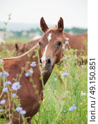 breed arabian foal in the meadow. cloudy day. Стоковое фото, агентство Ingram Publishing / Фотобанк Лори