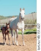 arabian little foal with mom in paddock. Israel. Стоковое фото, агентство Ingram Publishing / Фотобанк Лори