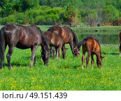  group horses in the pasture. day. Стоковое фото, агентство Ingram Publishing / Фотобанк Лори