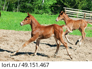 little  chestnut foals of sportive breed in movement. Стоковое фото, агентство Ingram Publishing / Фотобанк Лори