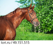 Motion portrait of chestnut Trakehner stallion . Стоковое фото, агентство Ingram Publishing / Фотобанк Лори