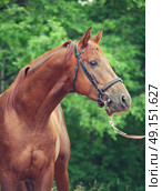 portrait of chestnut Trakehner stallion. cloudy morning . Стоковое фото, агентство Ingram Publishing / Фотобанк Лори