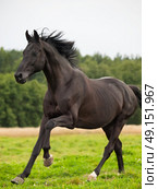 Galloping beautiful black stallion in the meadow. cloudy day. Стоковое фото, агентство Ingram Publishing / Фотобанк Лори