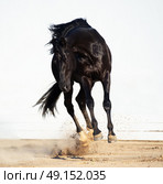 playing black trakehner stallion. Стоковое фото, агентство Ingram Publishing / Фотобанк Лори