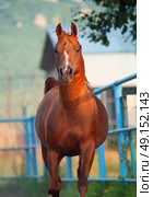 galoping chestnut arabian stallion. Стоковое фото, агентство Ingram Publishing / Фотобанк Лори