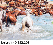 arabian herd in the lake. sunny day. Стоковое фото, агентство Ingram Publishing / Фотобанк Лори