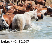 arabian herd in the lake . Стоковое фото, агентство Ingram Publishing / Фотобанк Лори