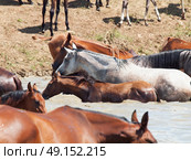 arabian herd in the lake. sunny day. Стоковое фото, агентство Ingram Publishing / Фотобанк Лори