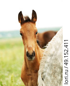 trotter foal in the meadow. Стоковое фото, агентство Ingram Publishing / Фотобанк Лори