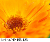 Orange flower of calendula with dew. Background. Extreme macro shot. Стоковое фото, агентство Ingram Publishing / Фотобанк Лори