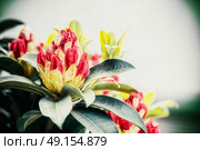 Close up of Beautiful Rhododendron buds, outdoor nature, garden flowers concept. Стоковое фото, агентство Ingram Publishing / Фотобанк Лори