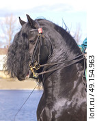 portrait of friesian horse . Стоковое фото, агентство Ingram Publishing / Фотобанк Лори
