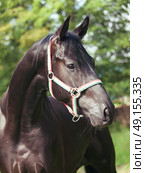 portrait of beautiful Trakehner young stallion. . Стоковое фото, агентство Ingram Publishing / Фотобанк Лори