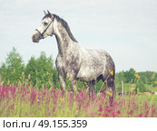 grey horse in blossom meadow. Стоковое фото, агентство Ingram Publishing / Фотобанк Лори