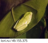 American tree frog lying on a green leaf. Стоковое фото, агентство Ingram Publishing / Фотобанк Лори