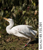 White egret about to fly. Стоковое фото, агентство Ingram Publishing / Фотобанк Лори