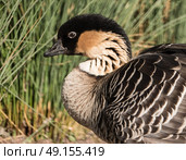 Endangered Nene or Hawaiian Goose at Slimbridge Bird Sanctuary. Стоковое фото, агентство Ingram Publishing / Фотобанк Лори