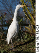 White egret standing looking. Стоковое фото, агентство Ingram Publishing / Фотобанк Лори