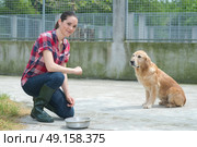dedicated girl training dog in kennel. Стоковое фото, агентство Ingram Publishing / Фотобанк Лори