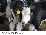Calfs in a small stable with little place on a rural farm with cattle. Стоковое фото, агентство Ingram Publishing / Фотобанк Лори
