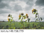 Withered sunflowers in cloudy weather on a field in the fall. Стоковое фото, агентство Ingram Publishing / Фотобанк Лори