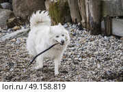Female samoyed dog playing with a wooden stick on a beach with pebbles in the autumn. Стоковое фото, агентство Ingram Publishing / Фотобанк Лори