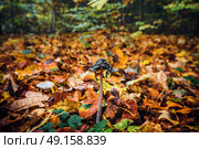 Coprinopsis picacea mushroom among autumn leaves in the forest in the fall with autumn leaves in beautiful autumn colors. Стоковое фото, агентство Ingram Publishing / Фотобанк Лори