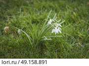 Snowdrop flowers on a green lawn early in the morning with dew droplets in the green grass in march. Стоковое фото, агентство Ingram Publishing / Фотобанк Лори