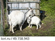 Goat kid with the mother in a rural environment behind a fence in the spring. Стоковое фото, агентство Ingram Publishing / Фотобанк Лори