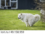 Samoyed dog taking a dump on a green lawn in a garden with a house in the background in the spring. Стоковое фото, агентство Ingram Publishing / Фотобанк Лори